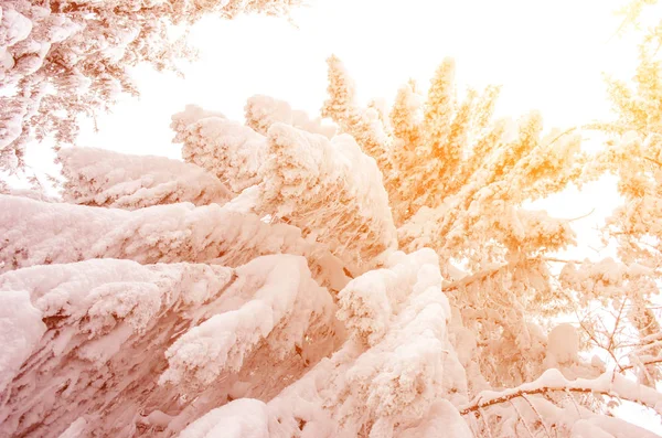 Árvore nevada na luz solar (viagem de Ano Novo - conceito ) — Fotografia de Stock