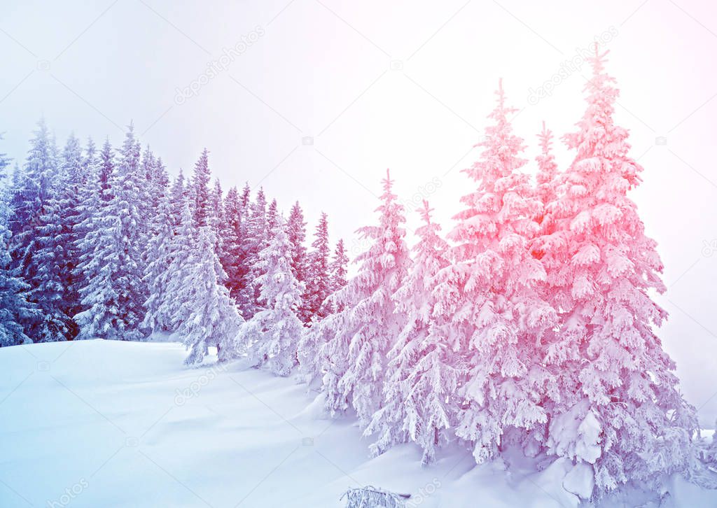 Mystical winter landscape of trees in sunlight (New Year, travel