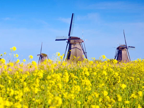 Paisaje mágico de color brillante con molino de viento en flores de colza —  Fotos de Stock