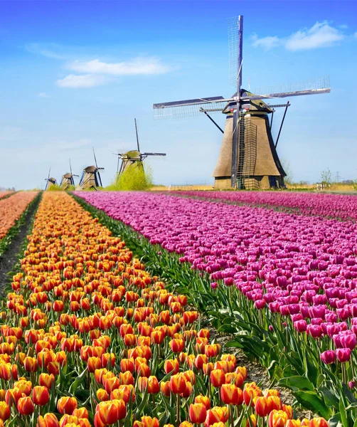 Hada Mágica Fascinante Paisaje Con Flores Campo Tulipanes Holanda Europa — Foto de Stock