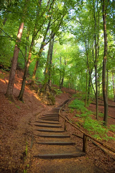 Mystieke landschap met trap in het bos — Stockfoto