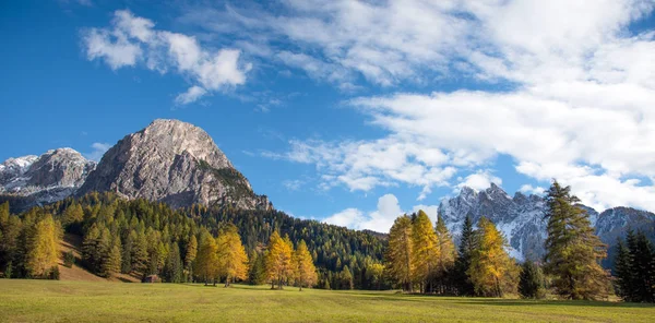 Красивый Осенний Пейзаж Желтой Лиственницей Фоне Гор Дюссельдорфе Итальянские Альпы — стоковое фото
