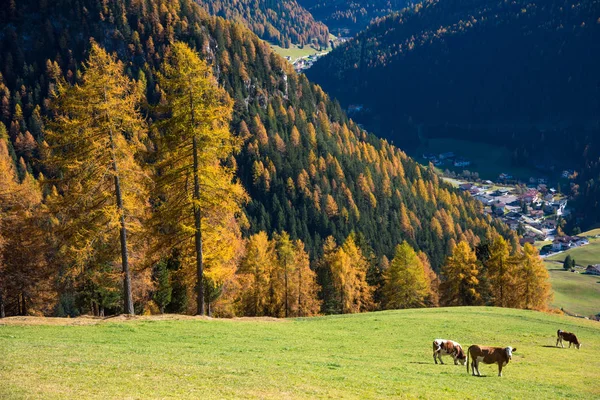 The charming landscape with cows in the meadow in Alps fall. Dol