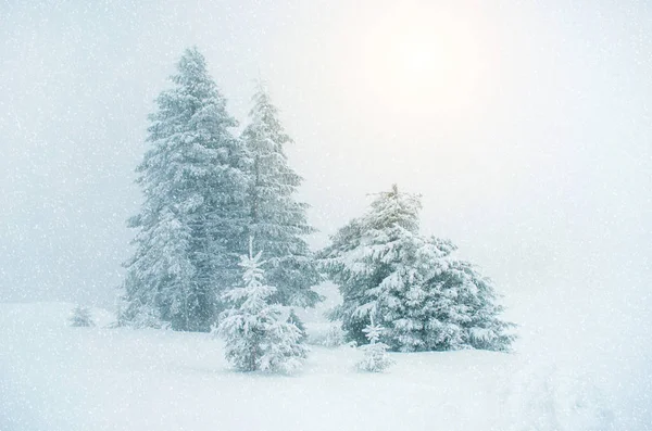 Paisagem mística de inverno com árvore durante a queda de neve (Ano Novo, t — Fotografia de Stock