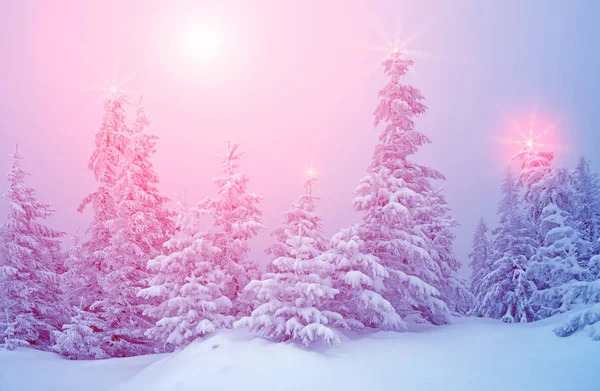 Paisagem mística de inverno com árvores em luzes de Natal brilhar  ( — Fotografia de Stock