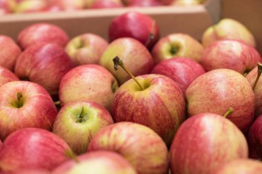 Güzel iştah açıcı meyve kırmızı arka plan ile bir c kırmızı elmalar