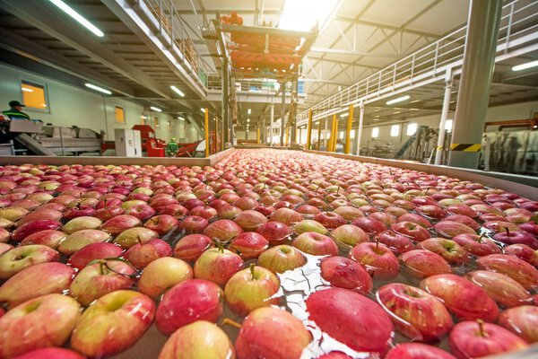 The process of washing apples in a fruit production plant