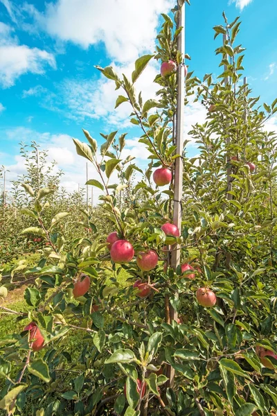 Красивый оптимистичный пейзаж с яблоками в яблоневом саду — стоковое фото