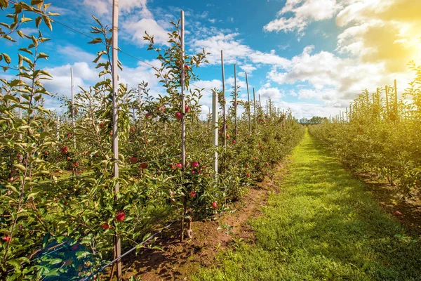 Оптимистический пейзаж с яблонями в яблоневом саду — стоковое фото