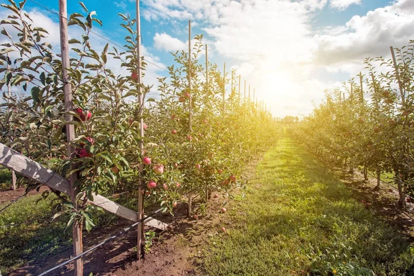 Оптимистический пейзаж с яблонями в яблоневом саду — стоковое фото