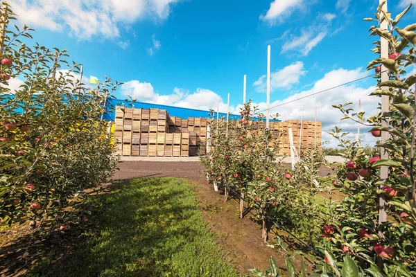 Красивый оптимистичный пейзаж с яблоками в яблоневом саду — стоковое фото