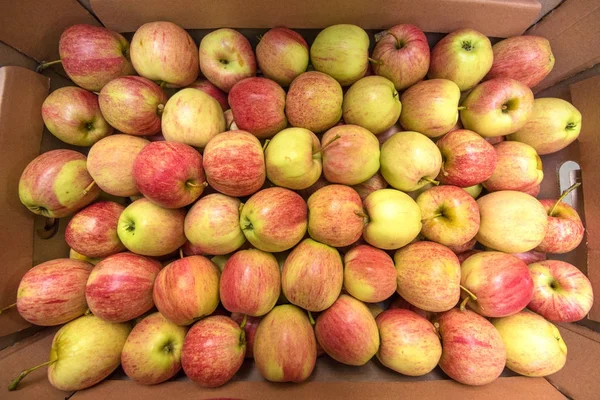 Красивый аппетитный фруктовый фон с яблоками в кабане — стоковое фото