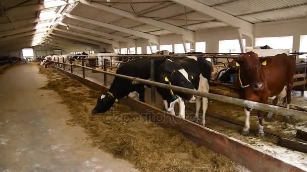 Vacas comem feno na fazenda para animais leiteiros — Vídeo de Stock