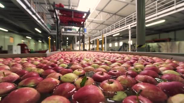 Il processo di lavaggio delle mele in un impianto di produzione di frutta — Video Stock