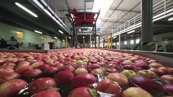 Η διαδικασία της πλύσης μήλα σε εργοστάσιο παραγωγής φρούτων — Αρχείο Βίντεο