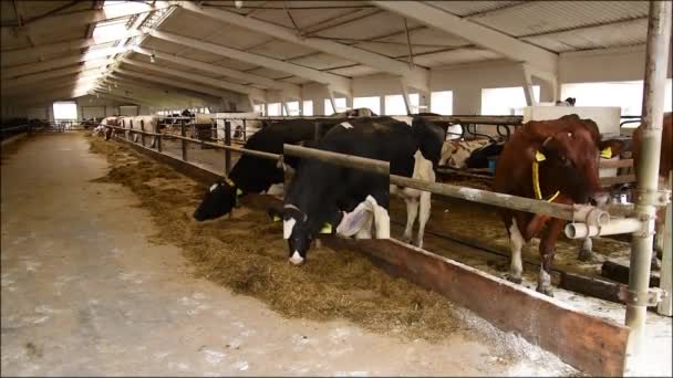 牛は、乳製品の動物のために農場で干し草を食べる — ストック動画