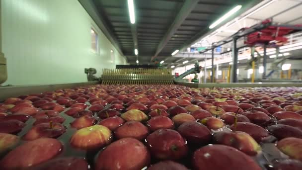 Процес миття яблук на заводі з виробництва фруктів — стокове відео