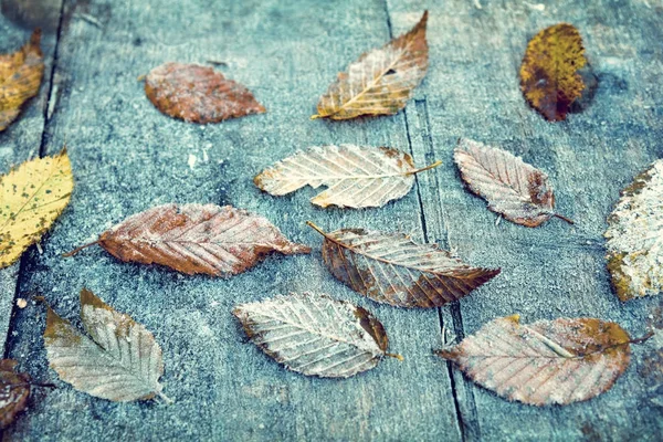 Piękne tło vintage z jesiennych liści w scarl — Zdjęcie stockowe