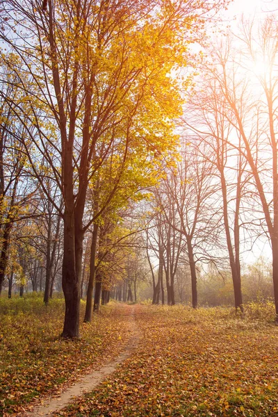 Mooie herfst landschap met een pad in het bos en maple t — Stockfoto