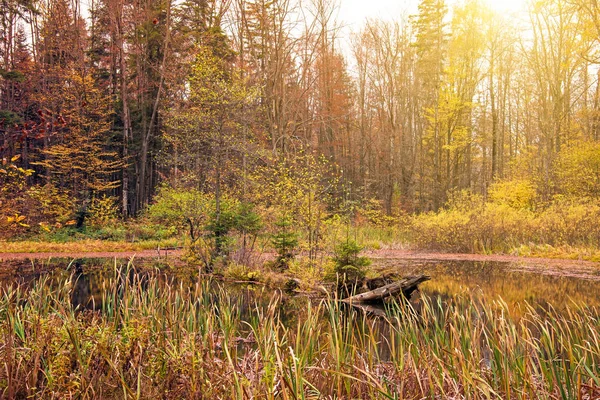 Güzel magic manzara sonbahar ormandaki göl ile büyüleyici