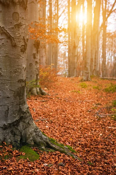 Een weelderige landschap met een kofferbak van een oude boom in een bos in de — Stockfoto