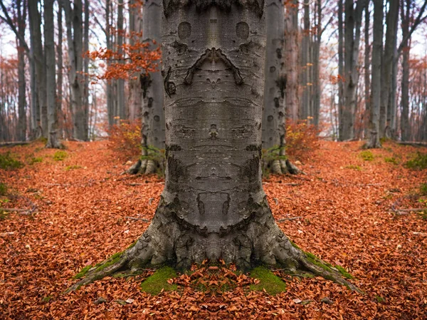 Uma paisagem exuberante com um tronco de uma árvore velha em uma floresta no — Fotografia de Stock