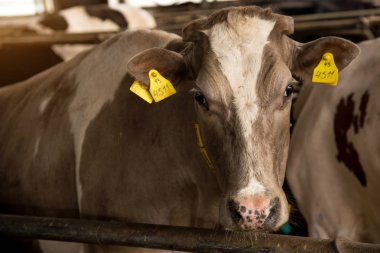 Üzgün inek katliam için hazırlanıyor