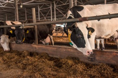 Komik inekler çiftlikte görünüyor kamera objektifi