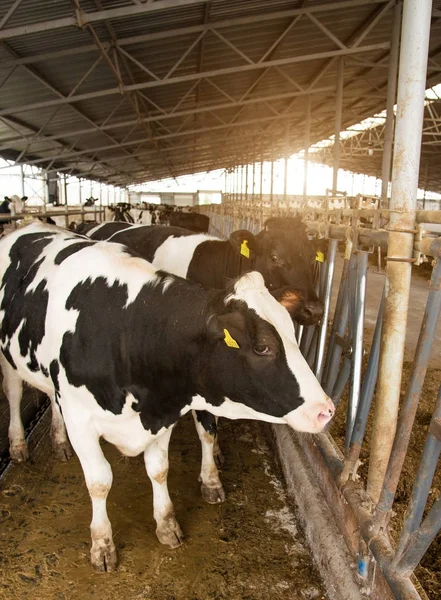 Αγελάδες στις κερκίδες στο αγρόκτημα — Φωτογραφία Αρχείου