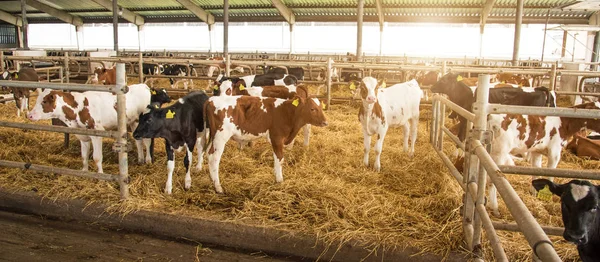 Bela paisagem com vacas na fazenda — Fotografia de Stock