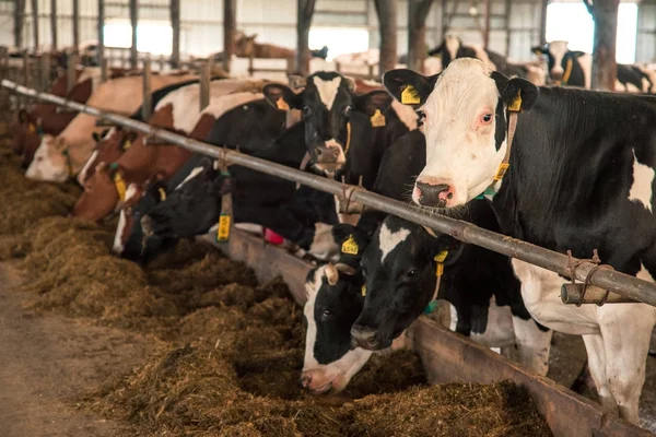 Vaca descobre o significado de estar em uma fazenda de vacas (empresa de laticínios — Fotografia de Stock