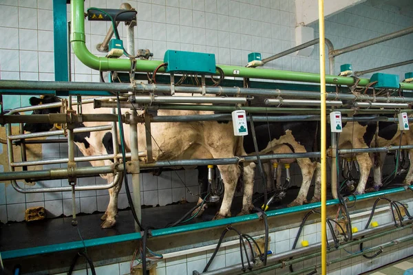 Sala de ordenha em uma fazenda de vacas (laticínios, agronegócio, liveli — Fotografia de Stock