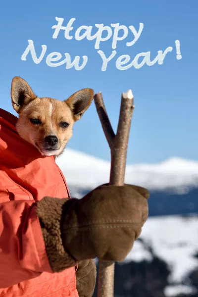 Cute puppy in costume Santa in the background of winter mountain — Stock Photo, Image