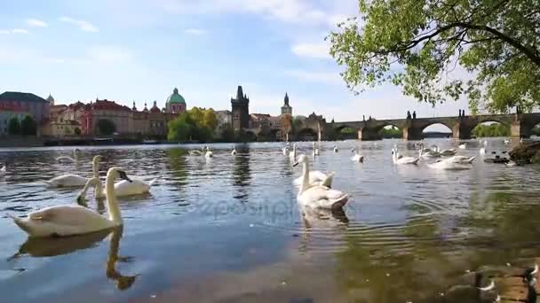 Büyülü Güzel Yatay Charles Köprüsü Eski Şehir Prag Çek Cumhuriyeti — Stok video