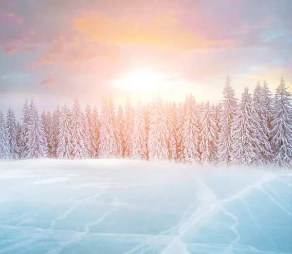 Bela paisagem de inverno com lago de gelo e abeto coberto de neve — Fotografia de Stock