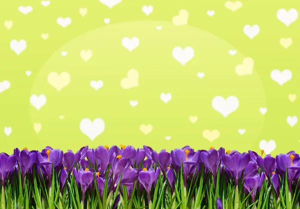 Abstrakt background with crocuses for greetings Happy Valentine — Stock Photo, Image