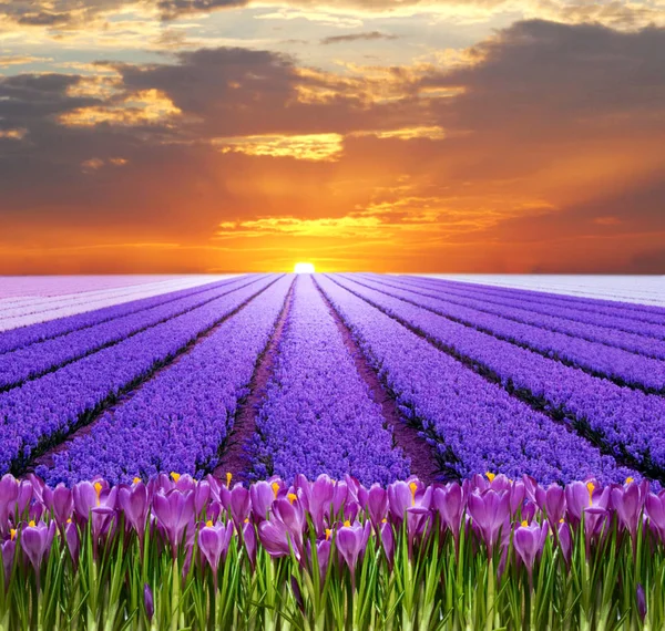 Fabuleux paysage printanier avec crocus et jacinthes en backgro — Photo