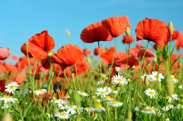 Fantastic landscape with daisies and poppies on a sunny day in p