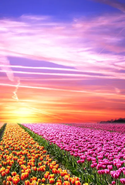 Paisagem de primavera incrivelmente bonita com linhas de tulipas no — Fotografia de Stock