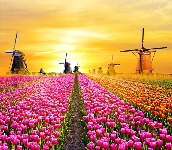 Paisajes mágicos con molinos de viento y tulipanes al amanecer en el N — Foto de Stock