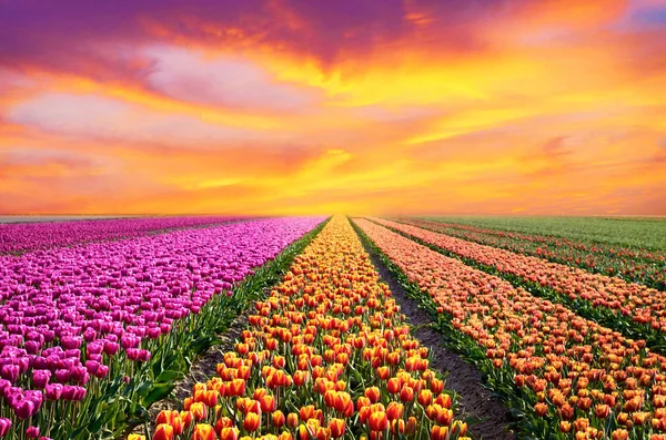 Incroyablement beau paysage printanier avec des rangées de tulipes dans le — Photo