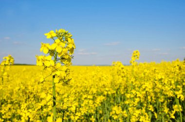 Tecavüz ortasına çiçeklerin ile muhteşem bahar manzara bes