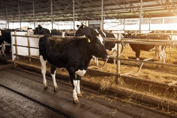 Vacas nas bancadas da fazenda — Fotografia de Stock