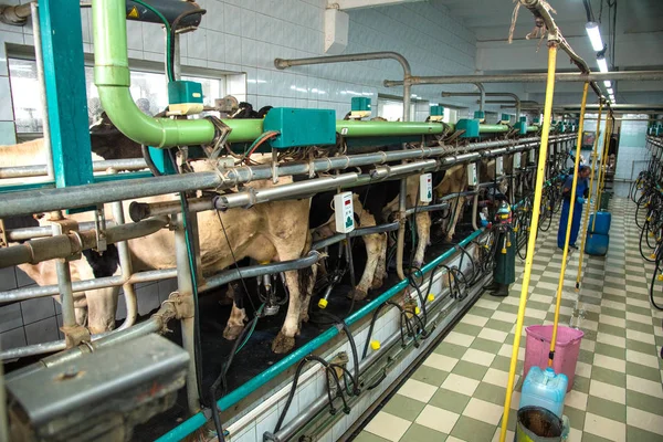 Pyljava, Ukraine ��� September 13, 2016: Milking room on a cow f — Stock Photo, Image