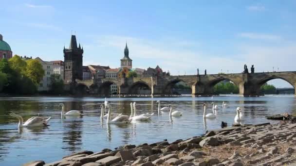 Magical Beautiful Landscape White Swans Vltava Charles Bridge Old City — Stock Video