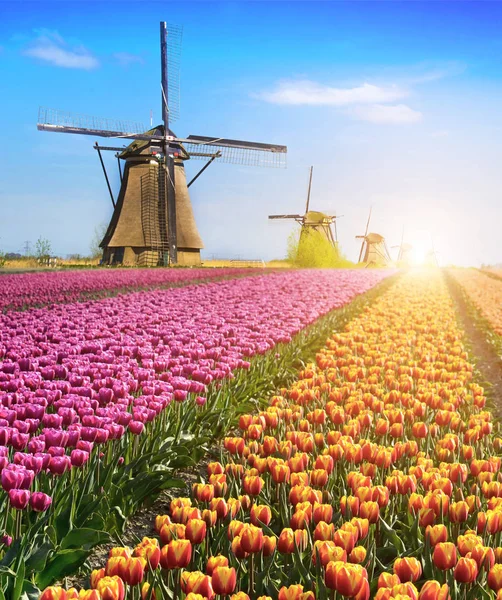Hada mágica fascinante paisaje con flores campo de tulipán en — Foto de Stock