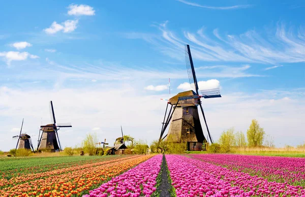 Een magische landschap van tulpen en windmolens in Nederland. — Stockfoto
