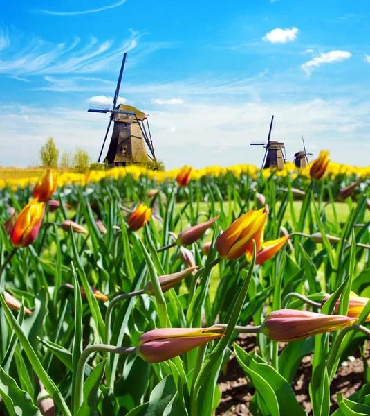 Hermoso paisaje de primavera con fabulosas camas de flores y ganar —  Fotos de Stock