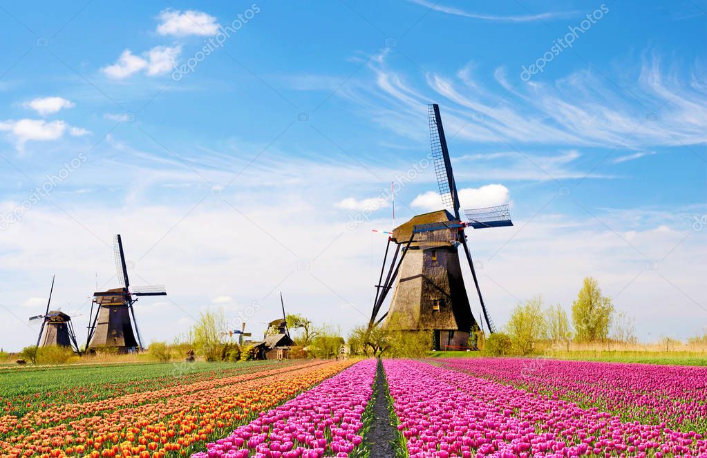 A magical landscape of tulips and windmills in the Netherlands. 