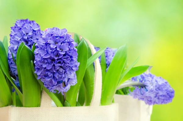 Fonte magnífica ainda vida com flores por jacintos no b — Fotografia de Stock